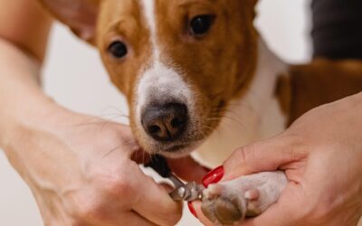 Perros, pasión y emprendimiento: cuando el amor por los animales se transforma en una oportunidad.